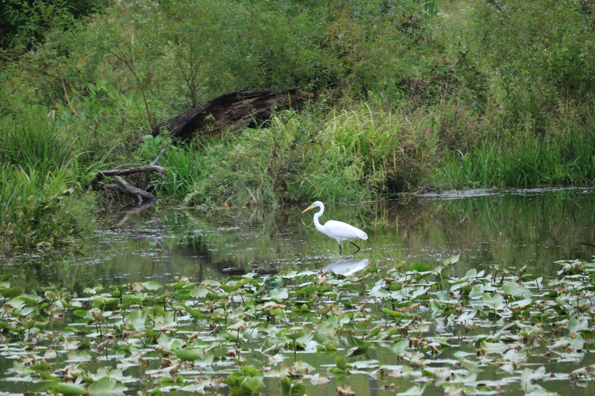 Great Egret - ML266547971