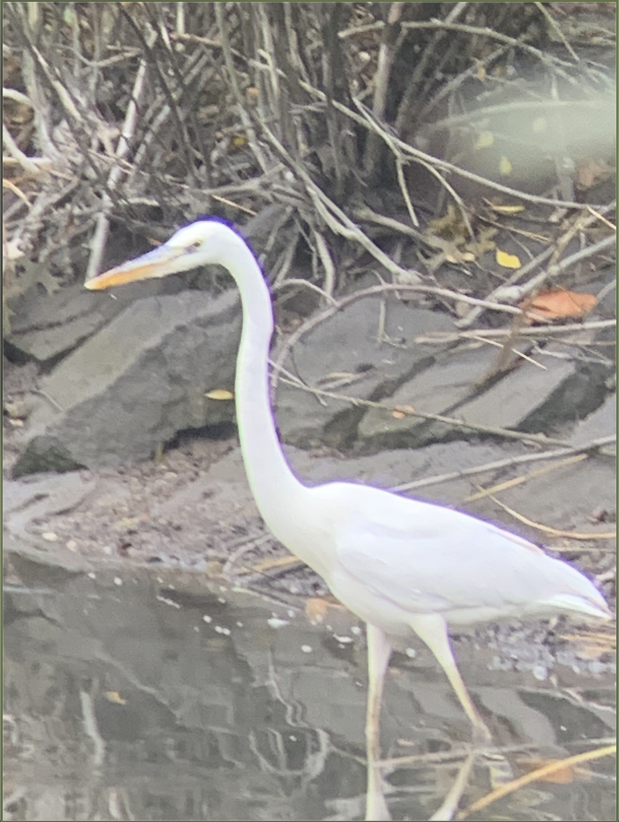 Great Blue Heron (Great White) - ML266547981