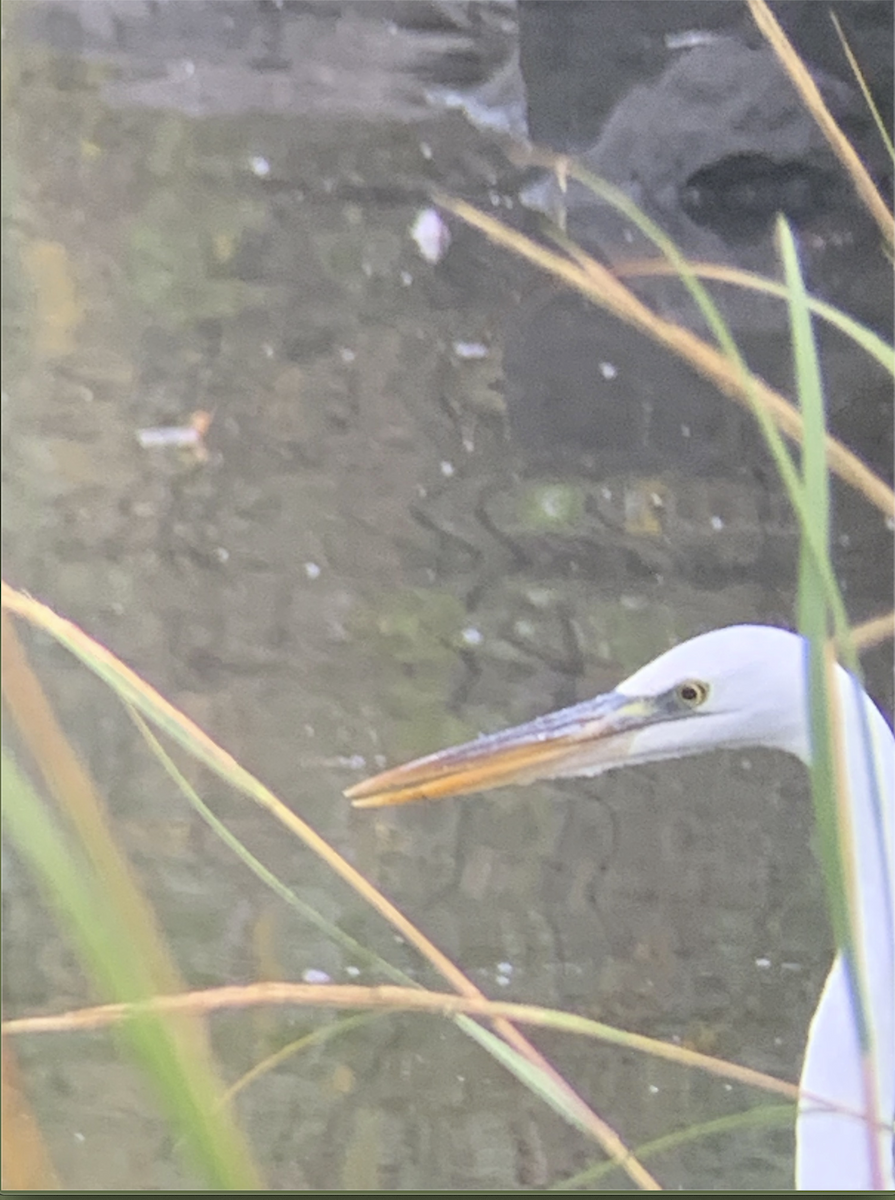 Great Blue Heron (Great White) - ML266548011