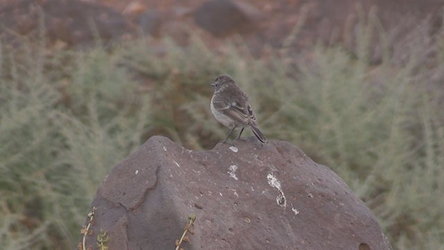 Fuerteventura Stonechat - ML266548541