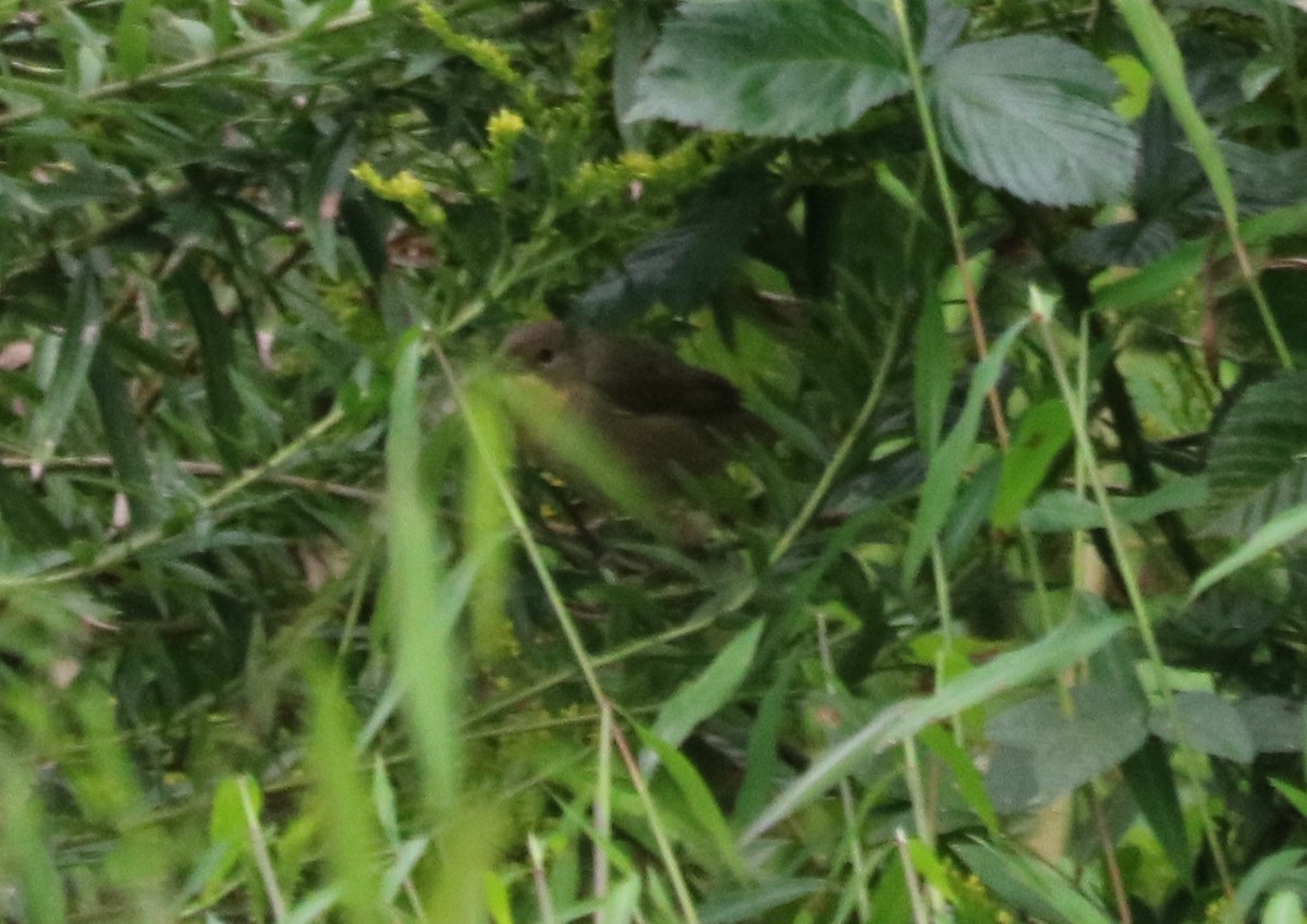 Common Yellowthroat - ML266548551