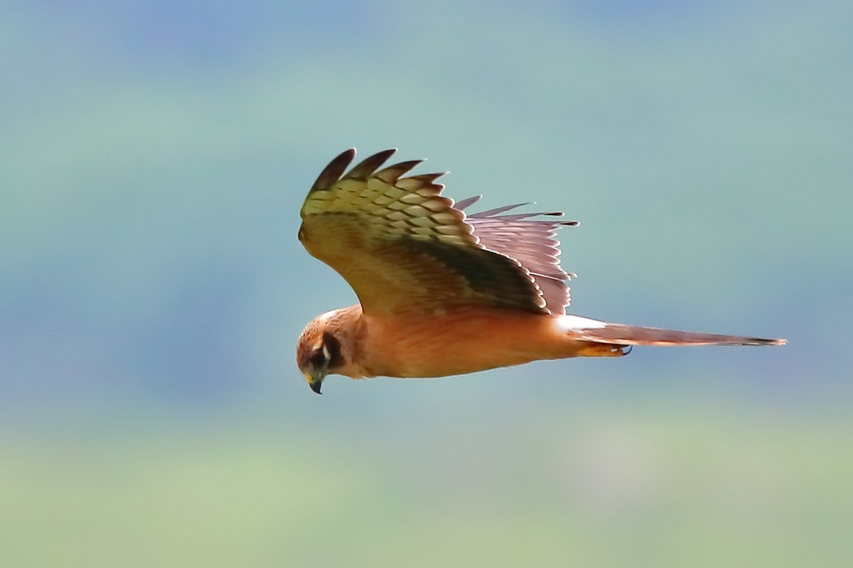 Montagu's Harrier - ML266549791