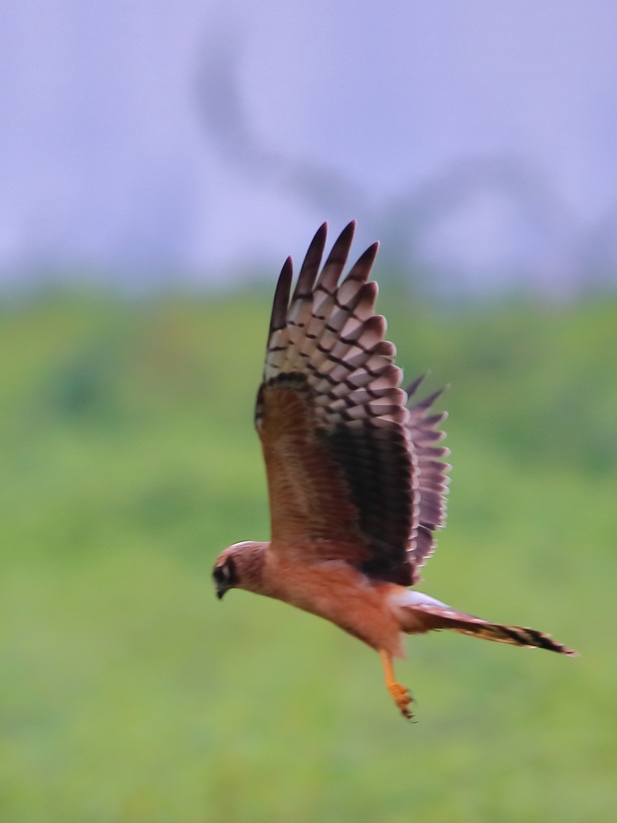 Montagu's Harrier - ML266549961