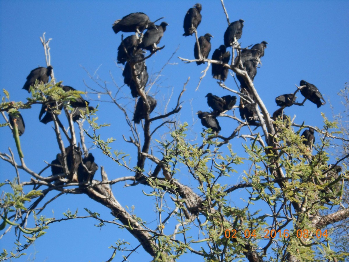 Black Vulture - ML26655061