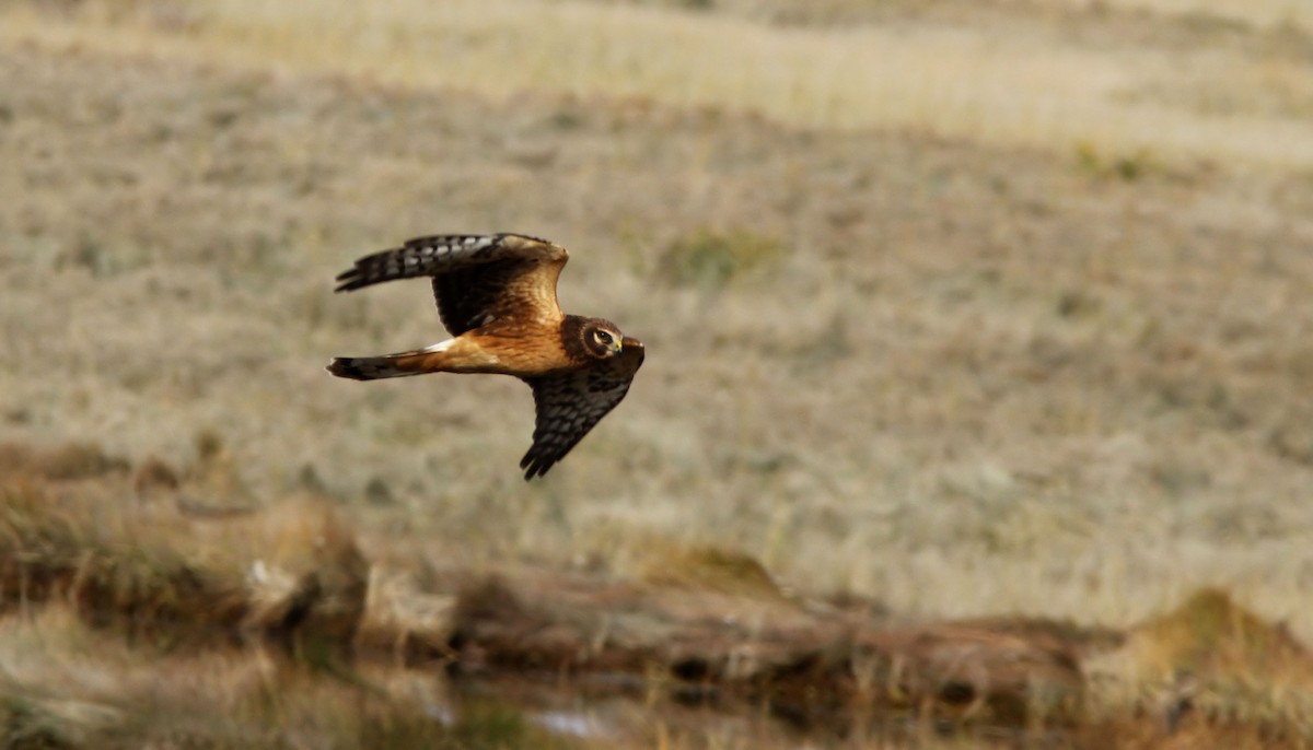 Northern Harrier - Patrick Laporte