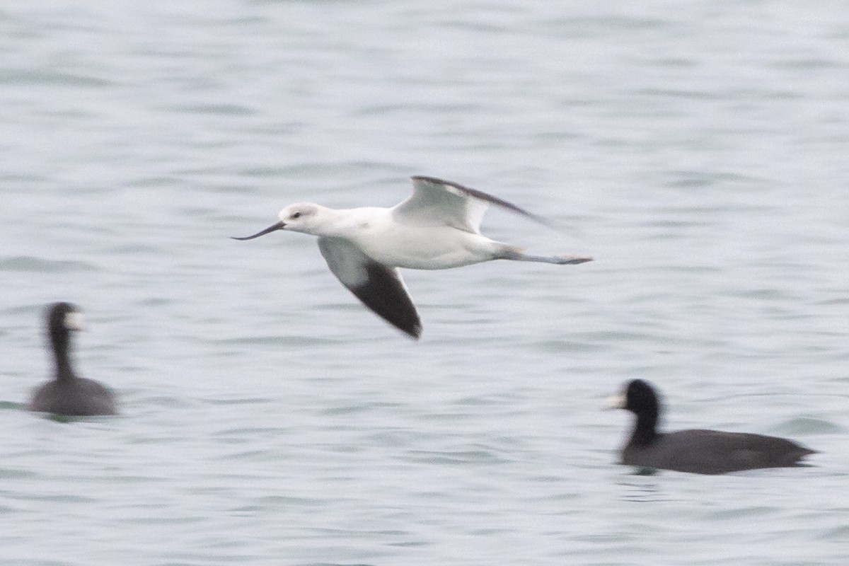 Avocette d'Amérique - ML266551621