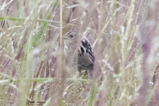 LeConte's Sparrow - ML266551661