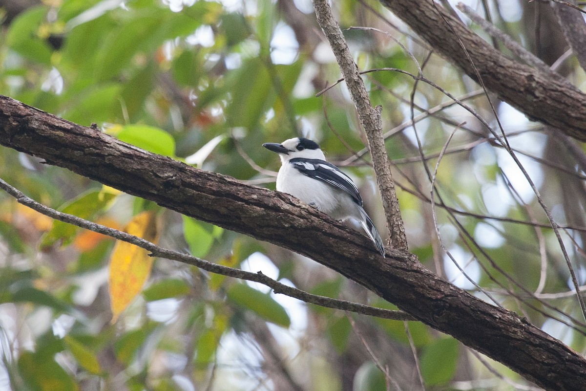 Hook-billed Vanga - ML266551771