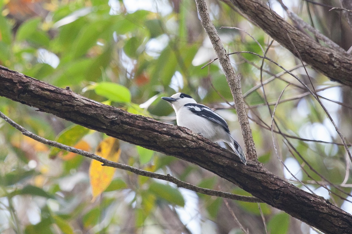 Hook-billed Vanga - ML266551801