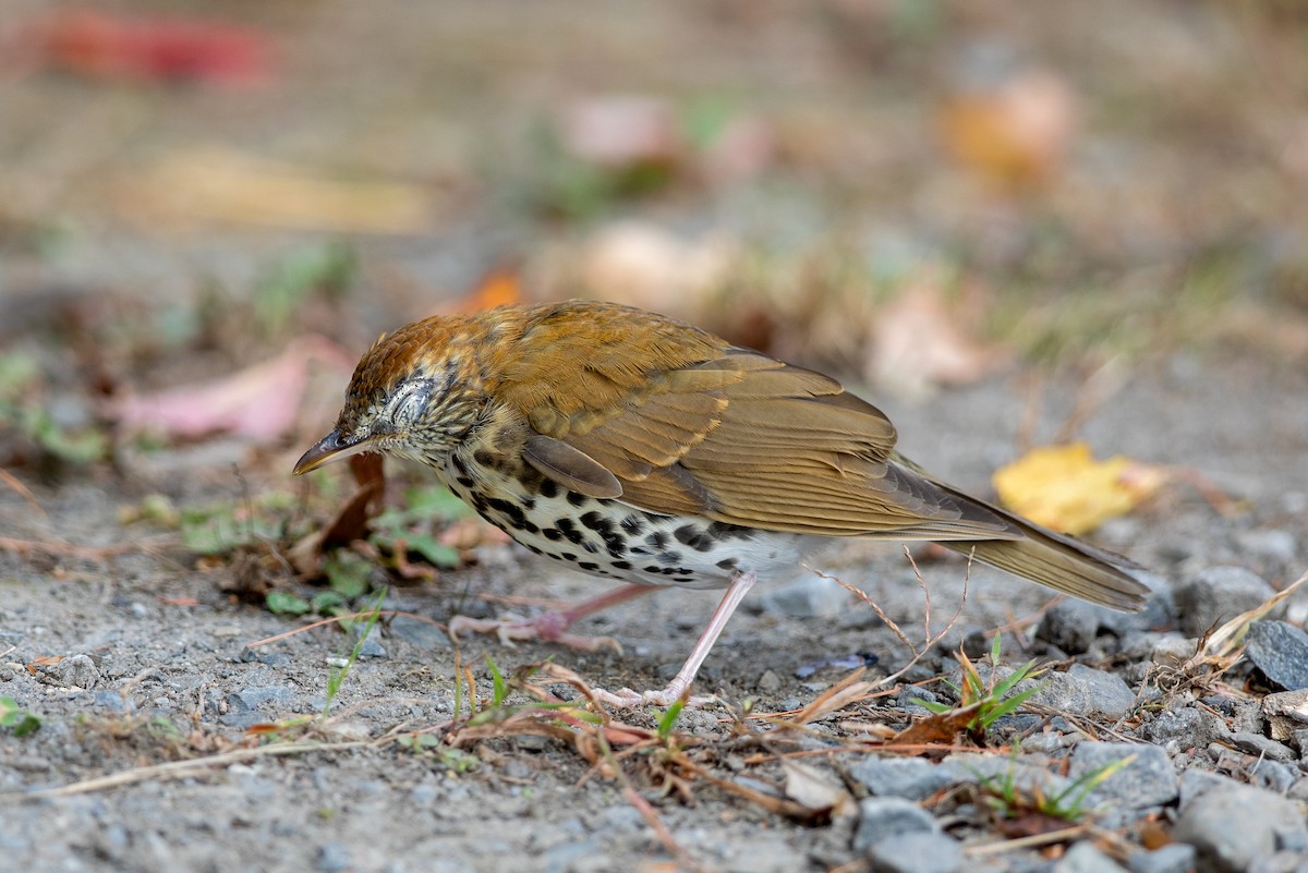 Wood Thrush - ML266552811