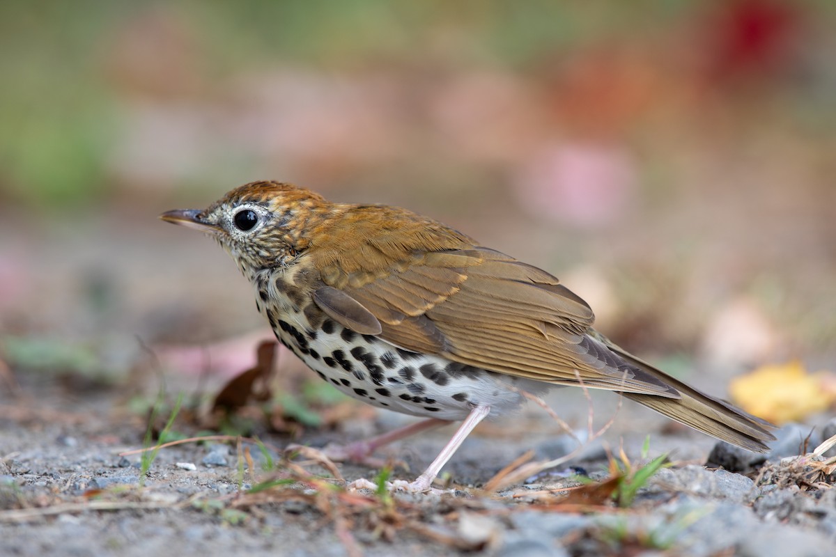 Wood Thrush - ML266552831