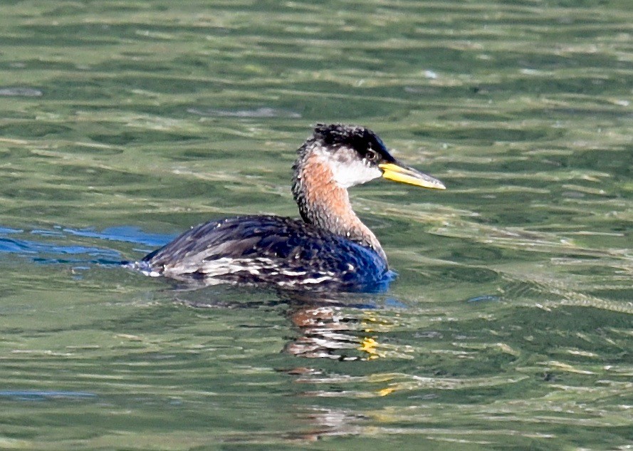 Red-necked Grebe - Barbara Maytom