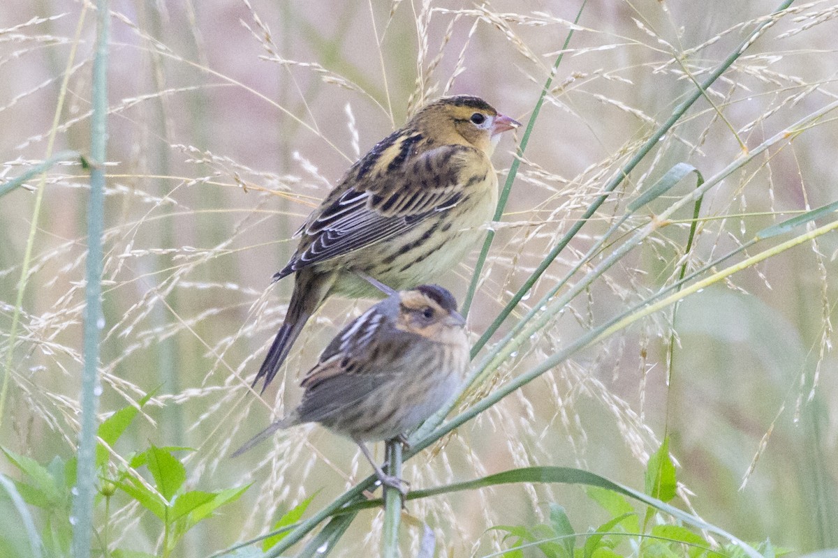 Bobolink - ML266553111