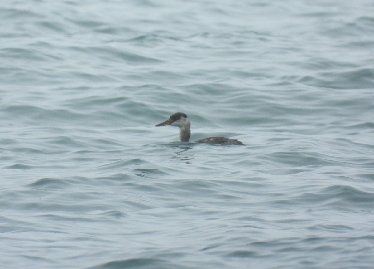 Red-necked Grebe - ML266554271
