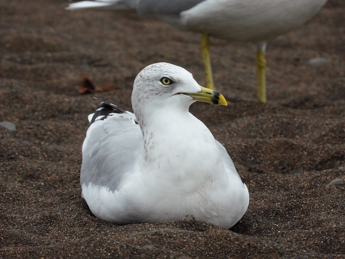 Ring-billed Gull - Michael W. Sack