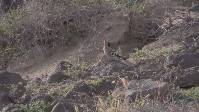 Eurasian Hoopoe - ML266554911