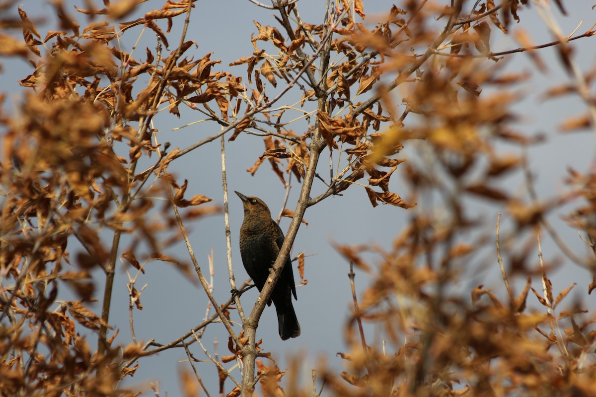 Rusty Blackbird - ML266555191