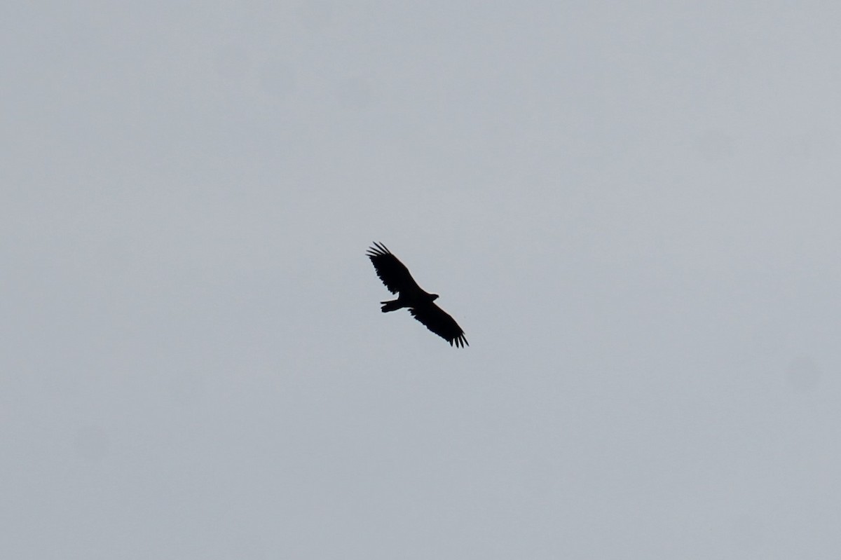 Bald Eagle - Trent Massey