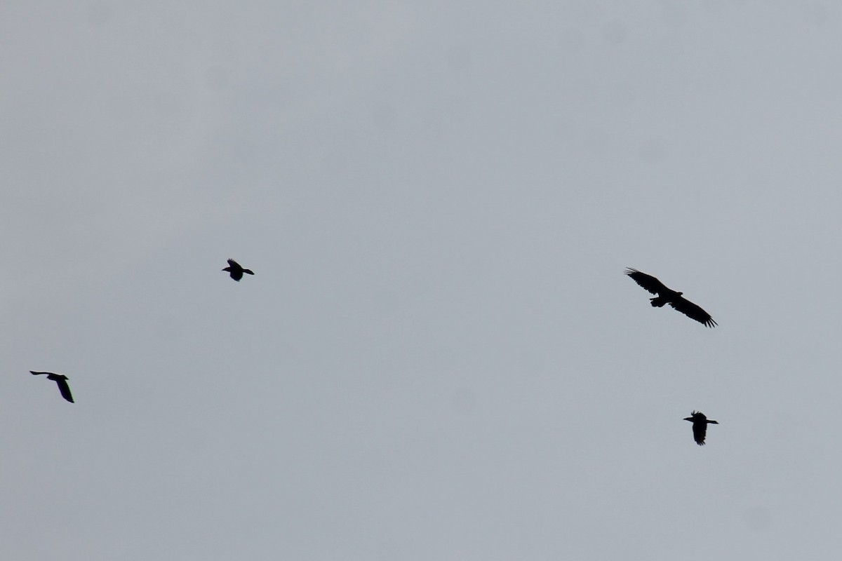 Bald Eagle - Trent Massey