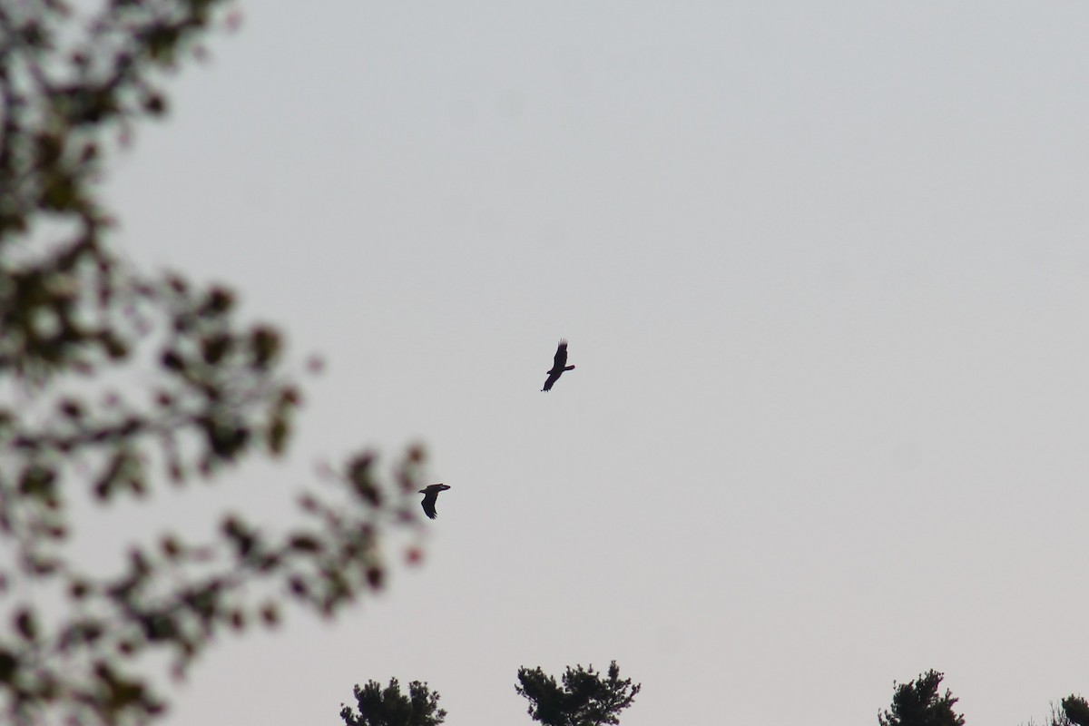 Bald Eagle - Trent Massey