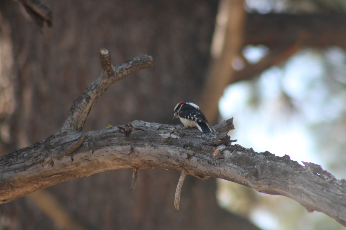 Downy Woodpecker - Alexander Linton