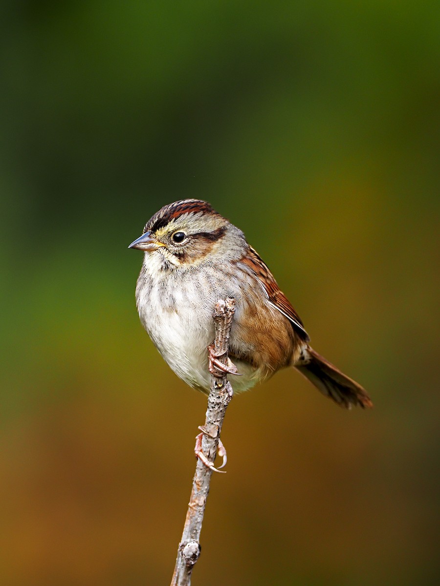 Swamp Sparrow - ML266563151