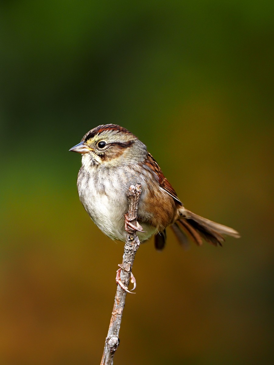 Swamp Sparrow - ML266563191