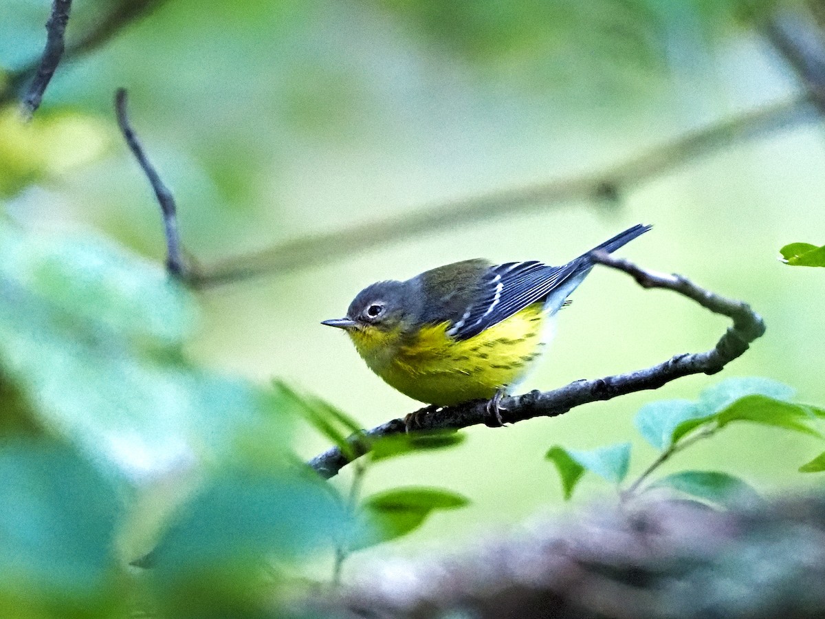 Magnolia Warbler - ML266563361