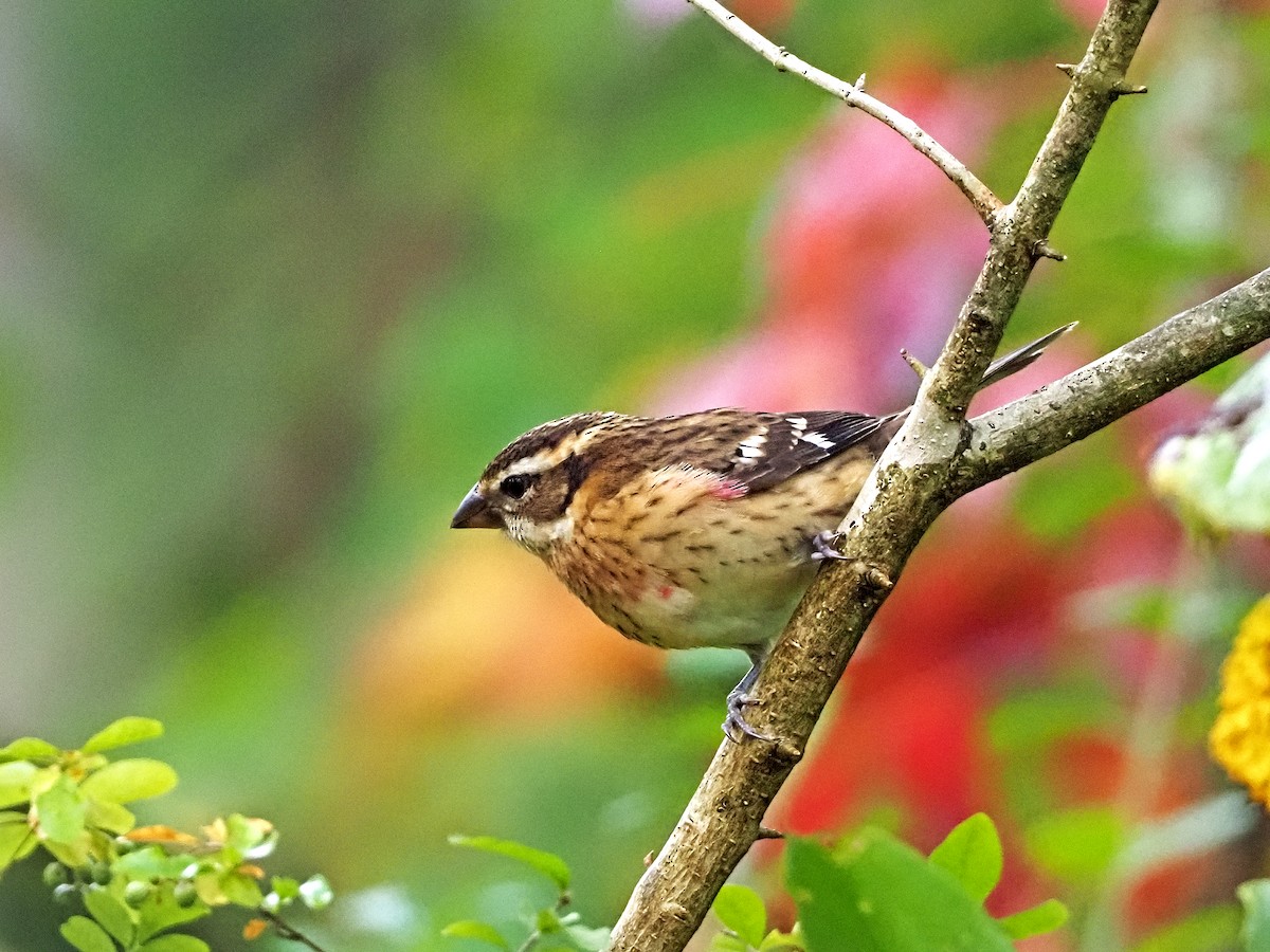 Rose-breasted Grosbeak - ML266563411