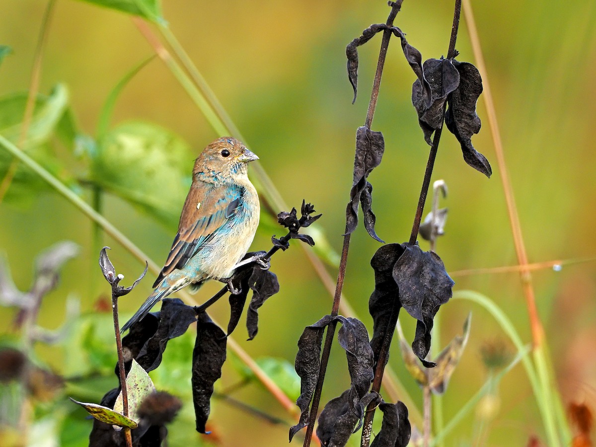 Indigo Bunting - Gary Mueller