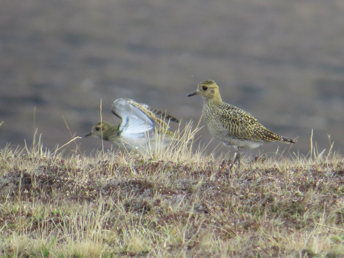 European Golden-Plover - ML266564261