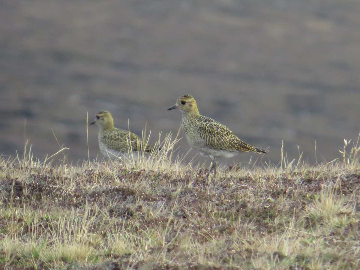 European Golden-Plover - Simon Colenutt