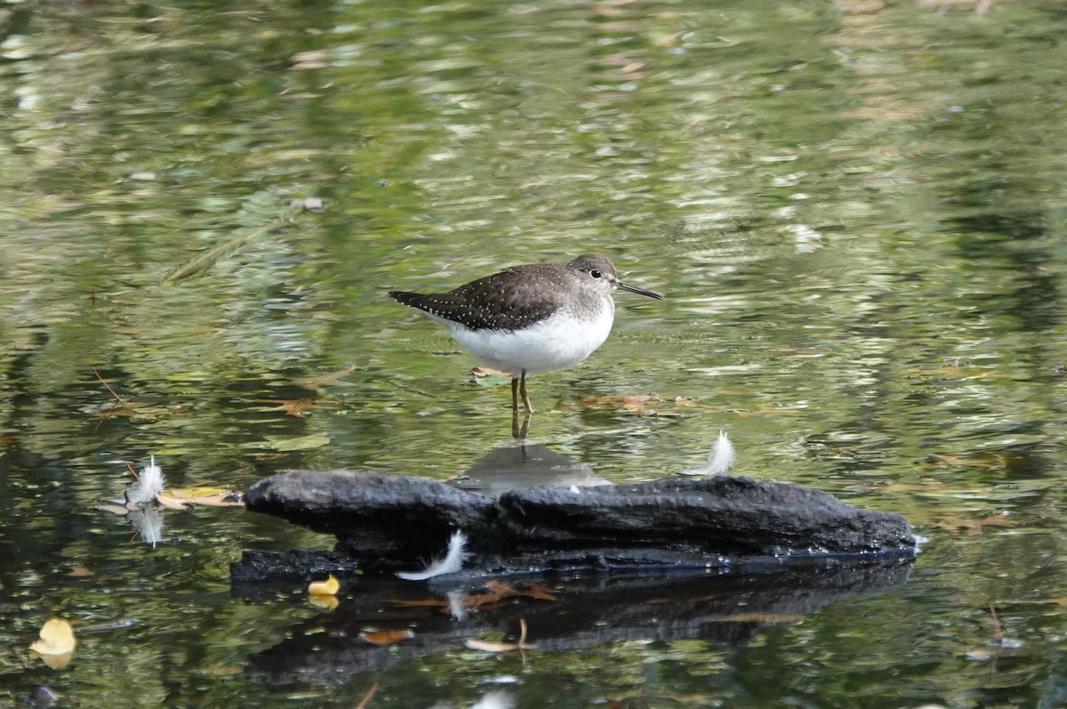 Solitary Sandpiper - Frank Guenther