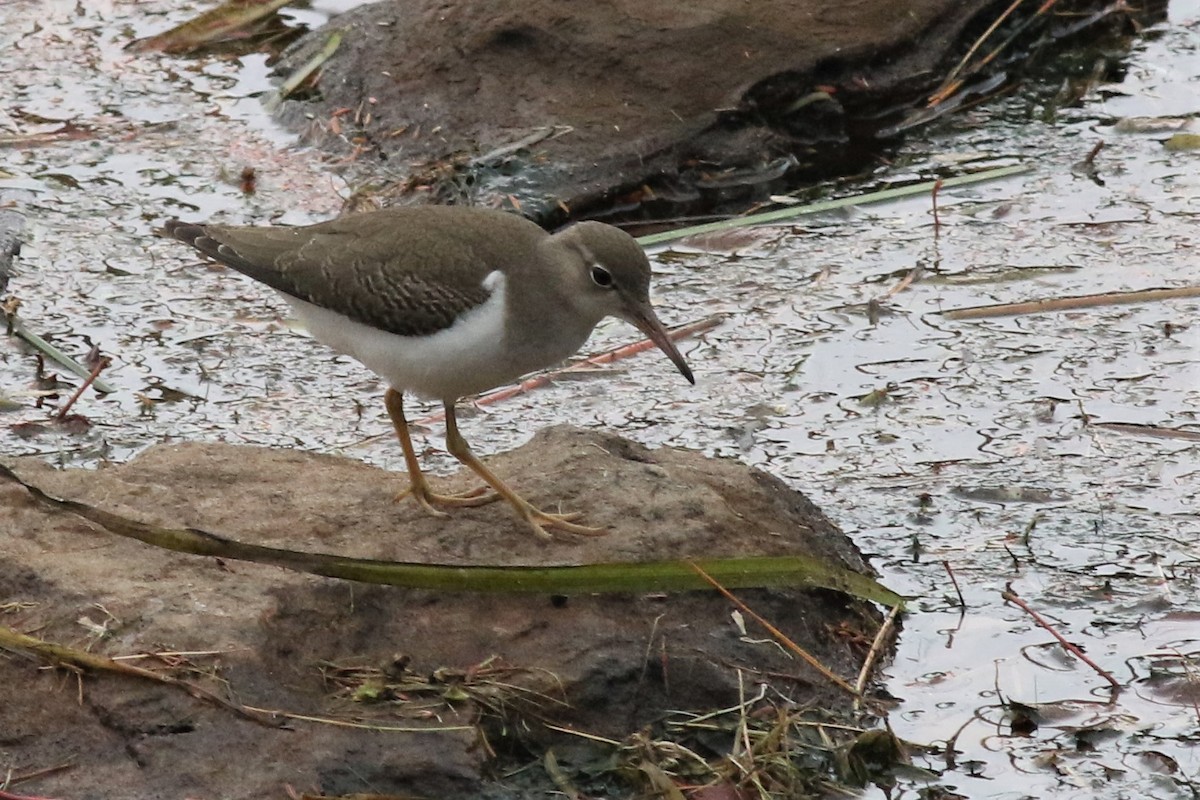 Spotted Sandpiper - ML266567541