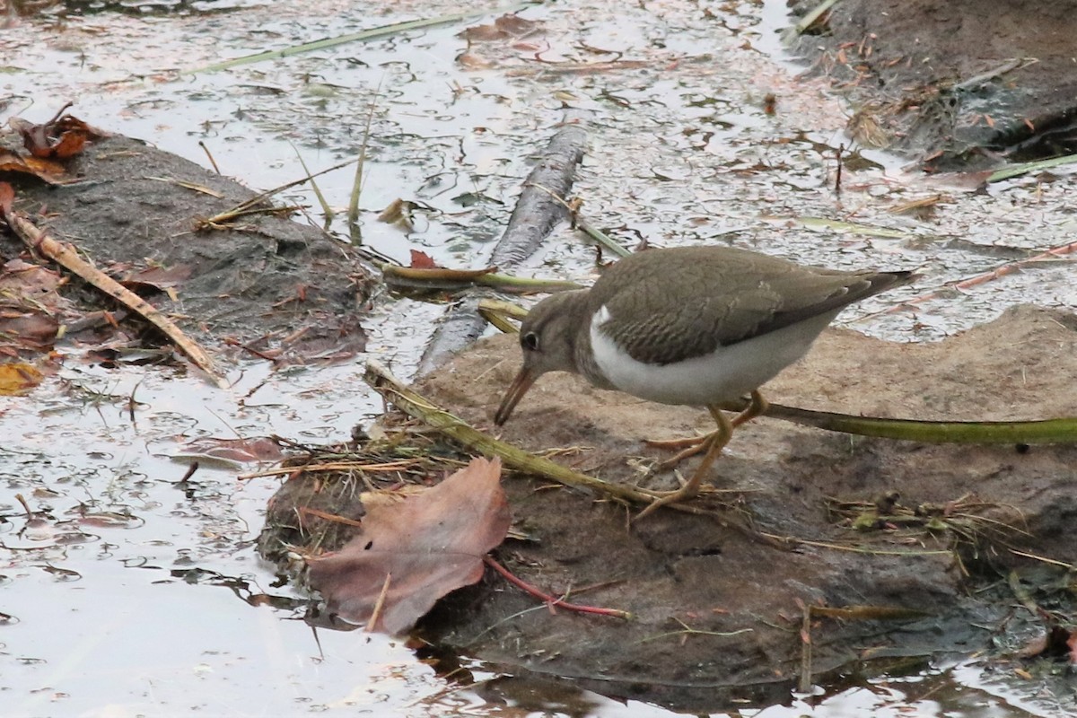 Spotted Sandpiper - ML266567551