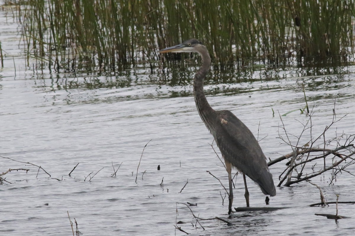 Great Blue Heron - ML266567621