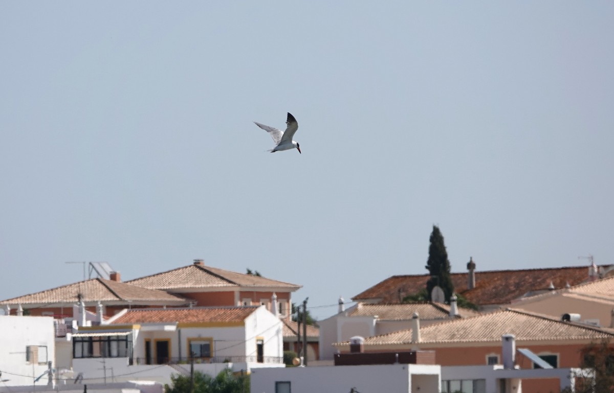 Caspian Tern - ML266567741