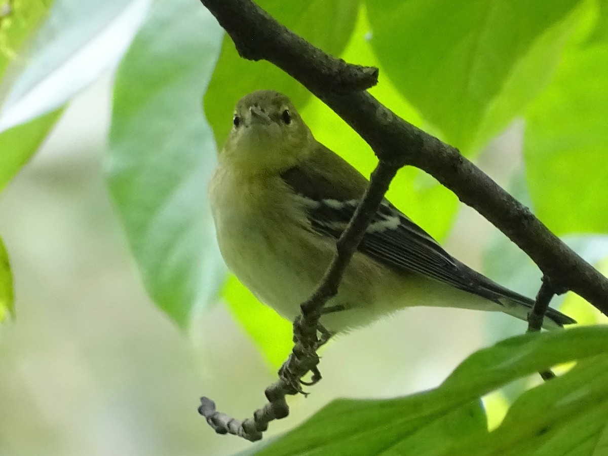 Bay-breasted Warbler - ML266568441