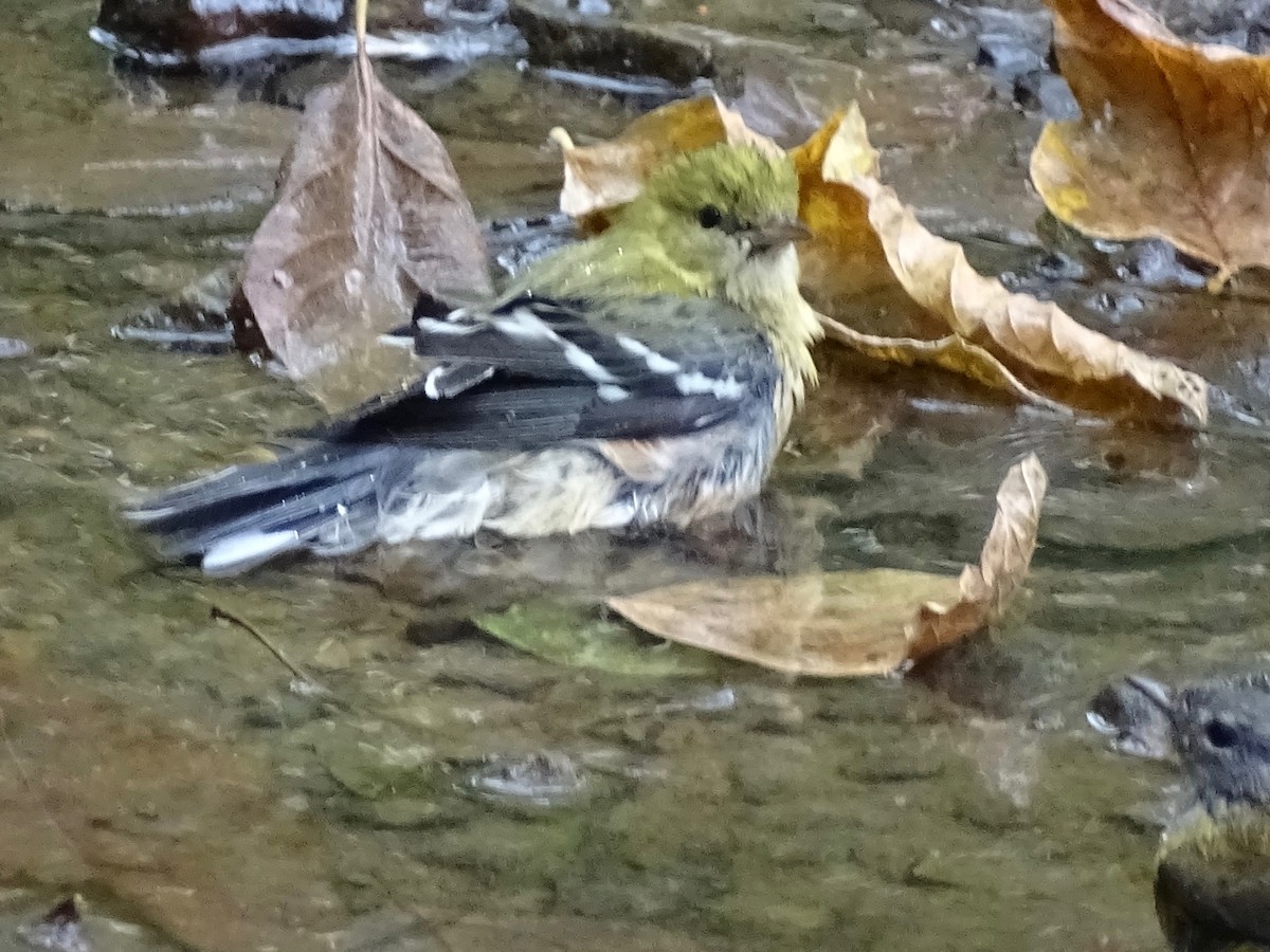 Bay-breasted Warbler - ML266568471