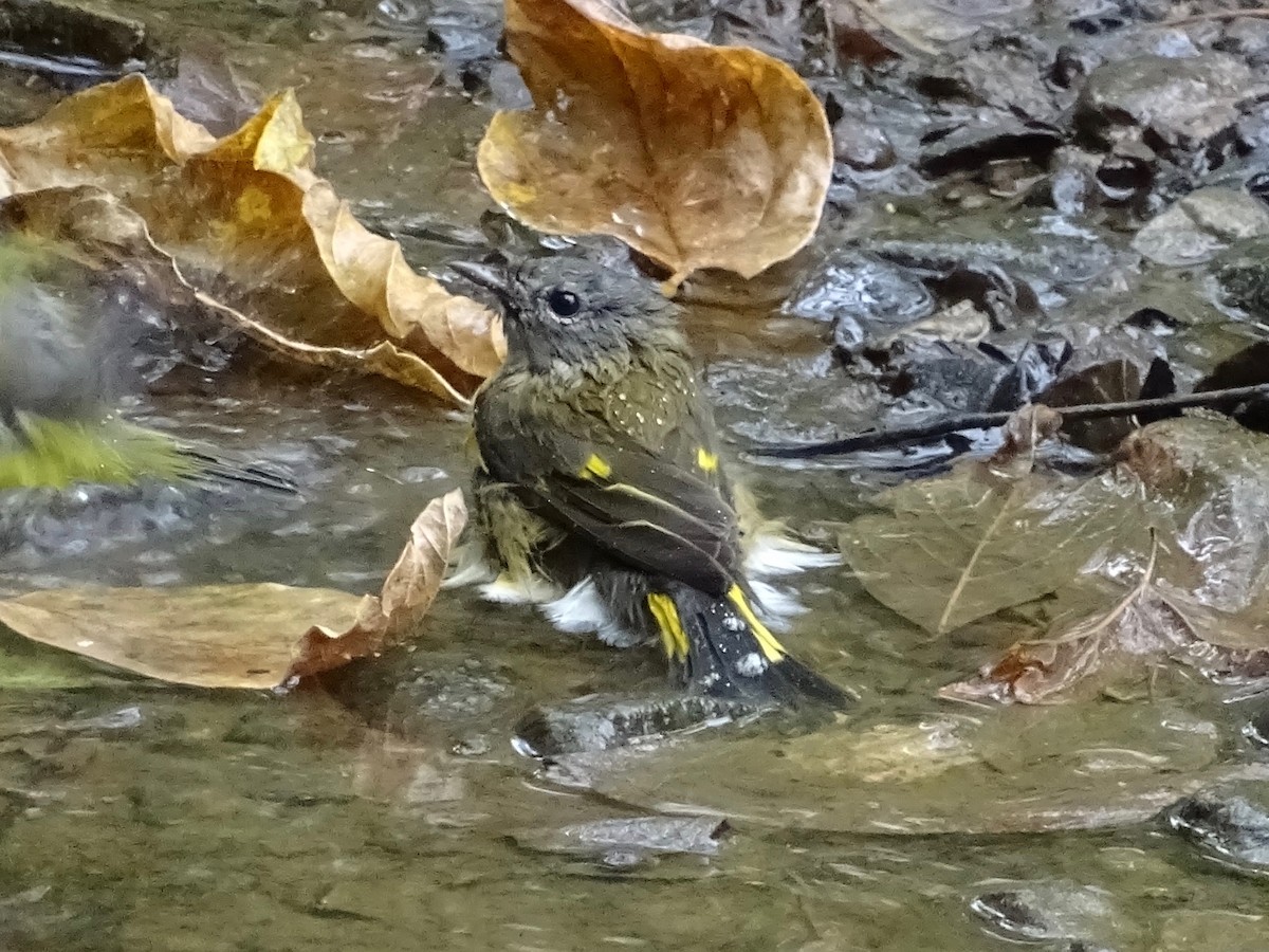 American Redstart - ML266568481