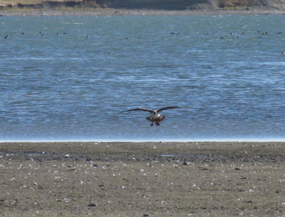 Parasitic Jaeger - ML266568691