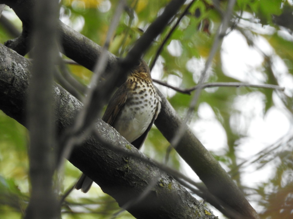 Swainson's Thrush - ML266568941