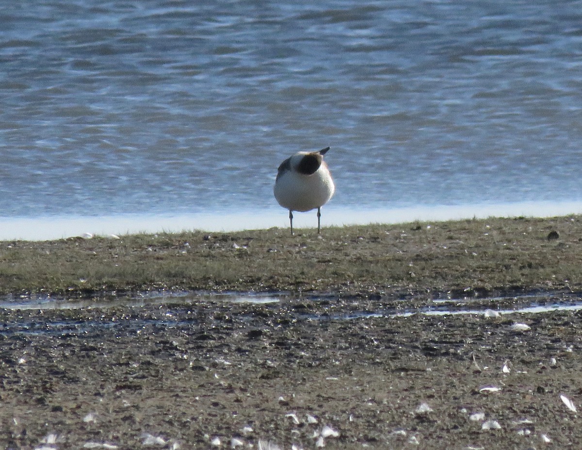 Parasitic Jaeger - Teresa Dolman