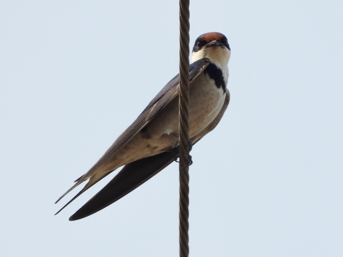 White-throated Swallow - ML266571181
