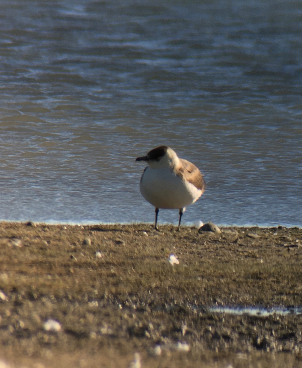 Parasitic Jaeger - Teresa Dolman