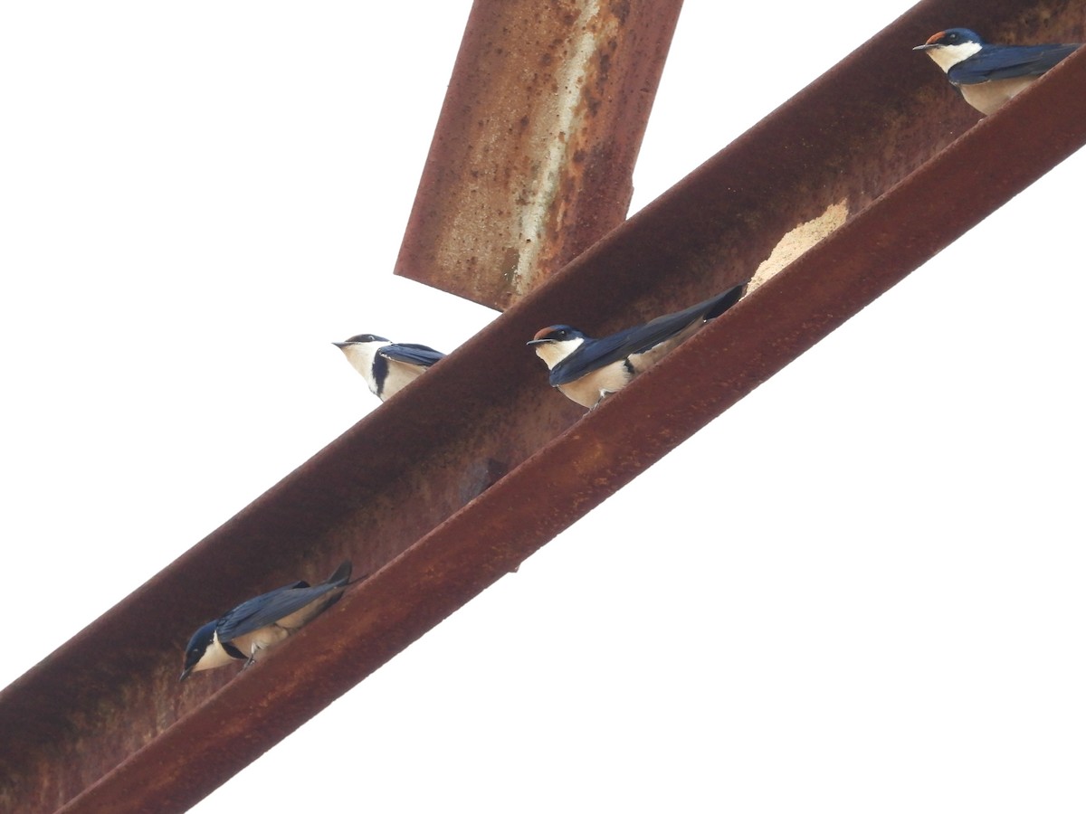 White-throated Swallow - ML266571261