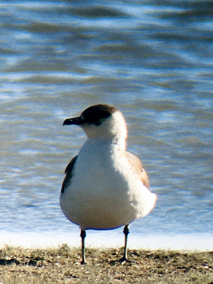 Parasitic Jaeger - Teresa Dolman