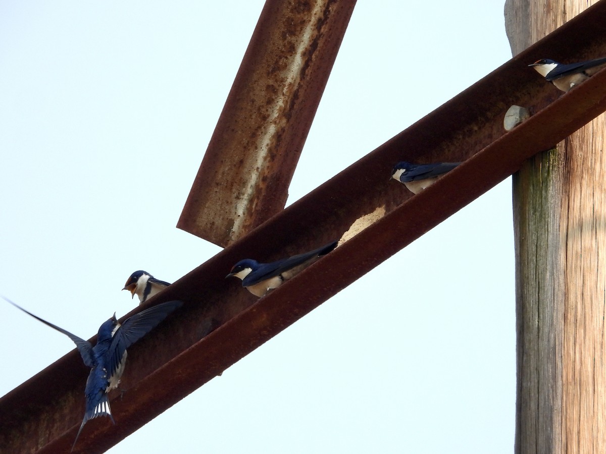 White-throated Swallow - ML266571641