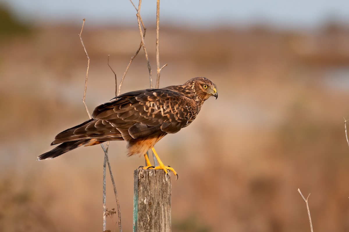 Northern Harrier - ML266572521