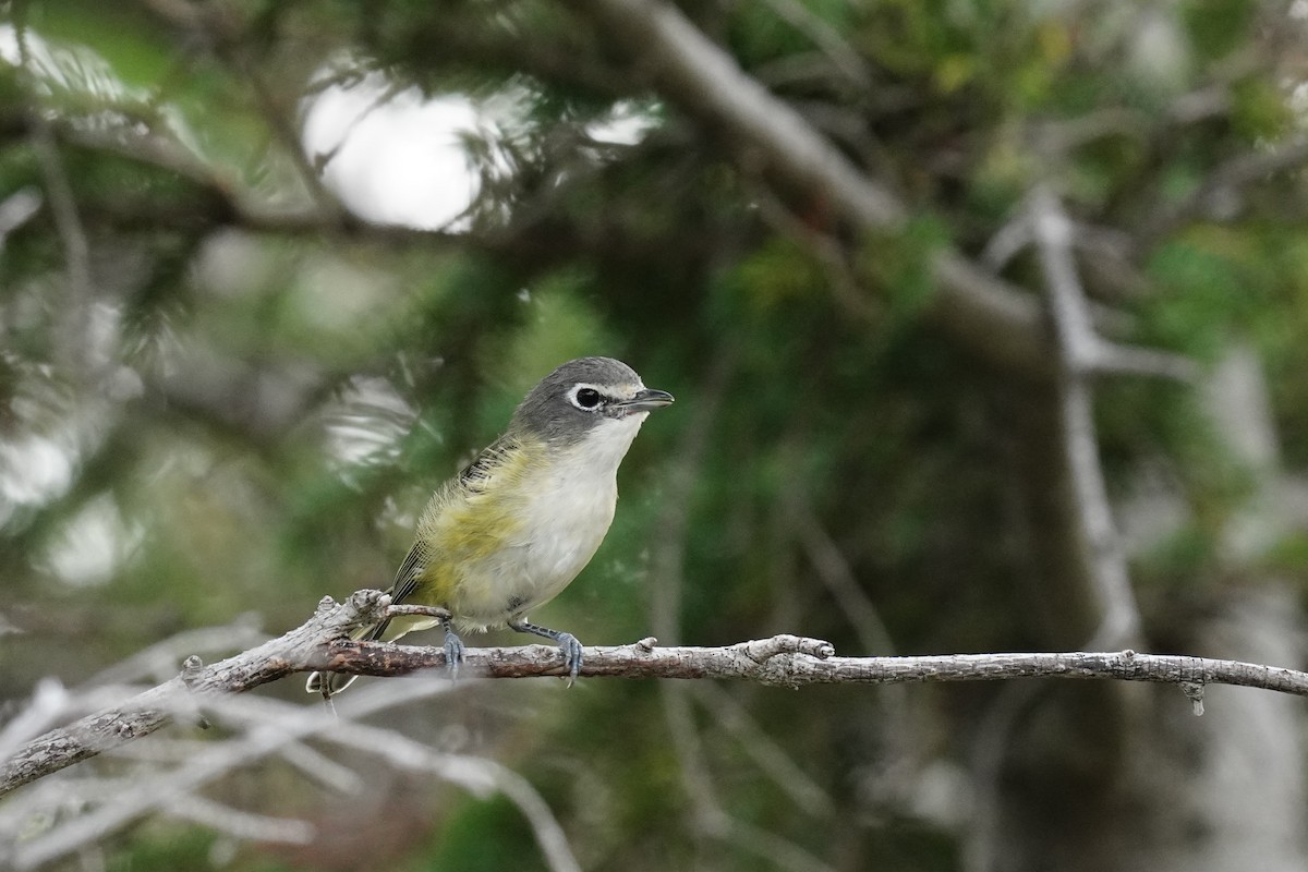 Blue-headed Vireo - ML266572581